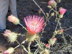 Cirsium andersonii