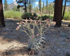 Cirsium andersonii