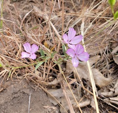 Clarkia dudleyana