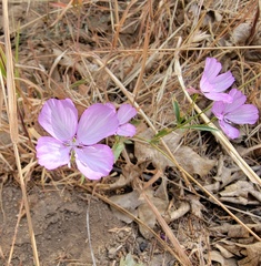 Clarkia dudleyana