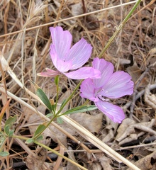 Clarkia dudleyana