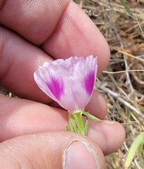Clarkia speciosa