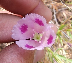 Clarkia speciosa