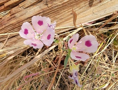 Clarkia speciosa