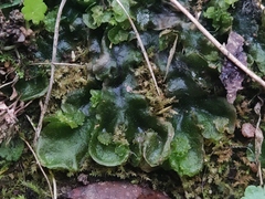 Pellia epiphylla