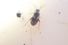 Ausejanus albisignatus