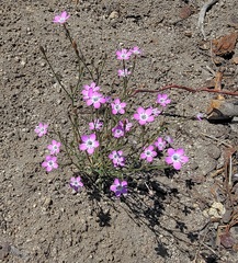 Gilia leptantha