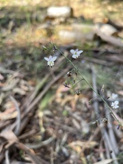 Arthropodium milleflorum