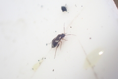 Ausejanus albisignatus