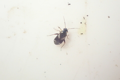 Ausejanus albisignatus