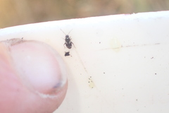 Ausejanus albisignatus