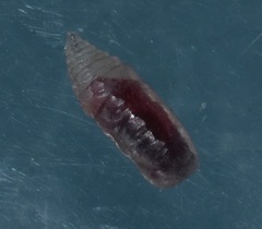 Passeromyia longicornis