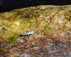 Ligia occidentalis