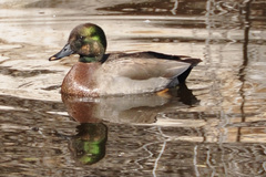 Anas platyrhynchos × Mareca strepera