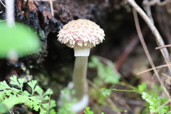 Boletellus deceptivus