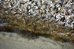 Anthopleura elegantissima