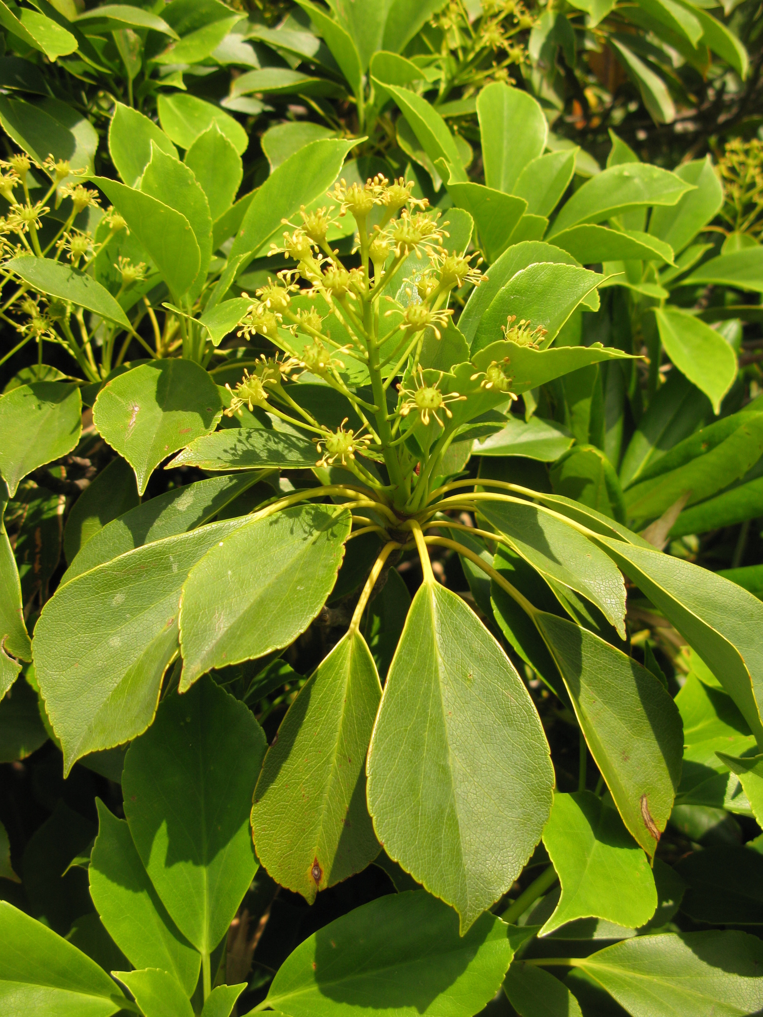 Trochodendrales