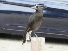 Strepera versicolor intermedia