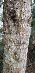 Castanopsis fissa