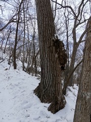 Agrobacterium radiobacter