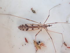 Austrolimnophila atripes