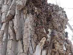 Agrobacterium radiobacter