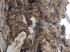 Agrobacterium radiobacter