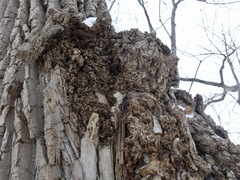 Agrobacterium radiobacter