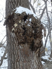 Agrobacterium radiobacter