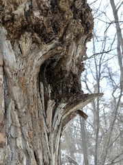 Agrobacterium radiobacter