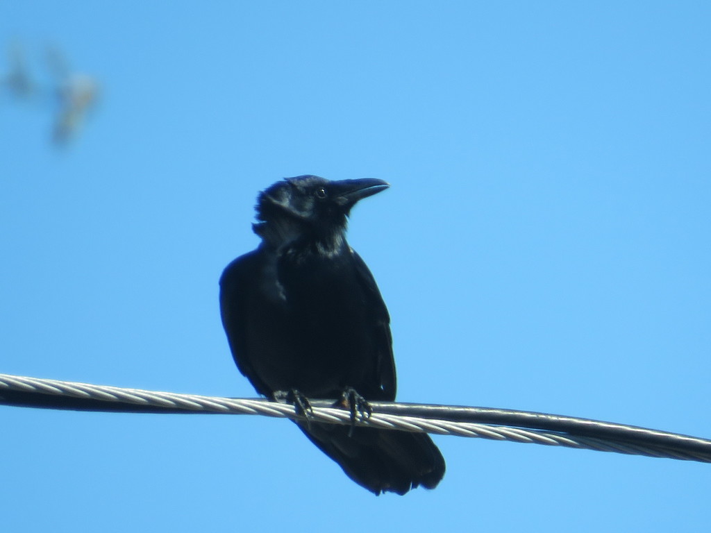 January Crow Fish Crow from St. Petersburg, FL, USA on January 29, 2022 at 04:04 PM ...