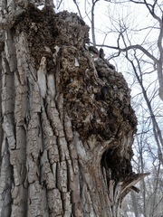 Agrobacterium radiobacter