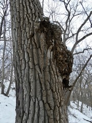 Agrobacterium radiobacter