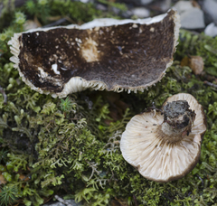 Lactifluus sepiaceus