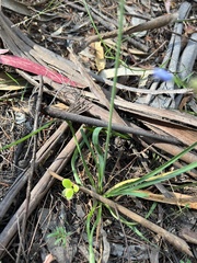 Arthropodium milleflorum