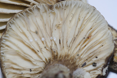 Lactifluus sepiaceus