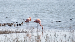 Phoenicopterus chilensis