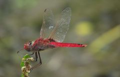 Urothemis aliena