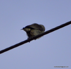 Dicaeum erythrorhynchos