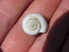 Sonorelix borregoensis