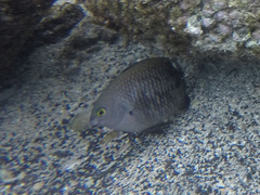 Plectroglyphidodon marginatus
