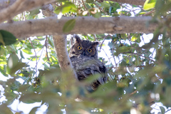 Bubo virginianus