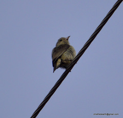 Dicaeum erythrorhynchos