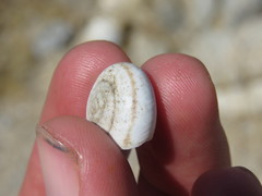 Sonorelix borregoensis