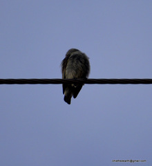 Dicaeum erythrorhynchos