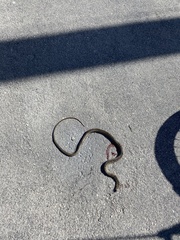 Cubophis vudii