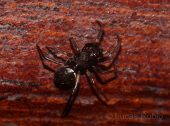 Steatoda ancorata