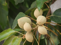 Aleurites moluccanus