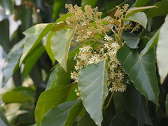 Aleurites moluccanus