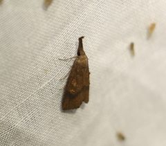 Hypena subvittalis